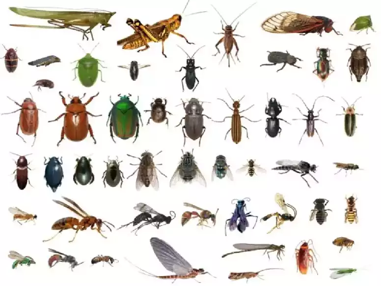 Images of commoon indoor insects